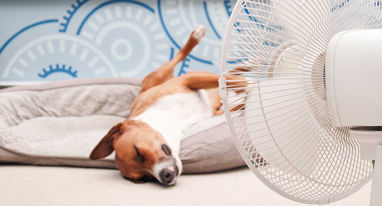 Ventilátorral hűsülő kutya